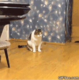 Funny-Animated-GIFS-1.gif