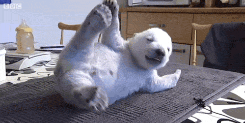 funny-animal-gifs1.gif