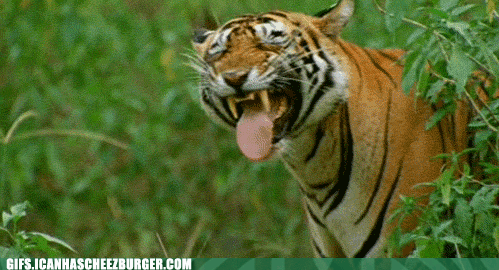 funny-animal-gifs13.gif