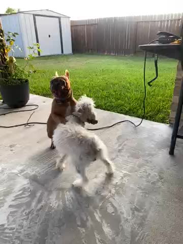 cd1b7613dae6da2e99b77481b8663127.mov