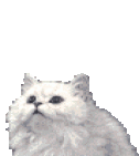 2050433b8c71832403a7b58d4644a3ed.gif